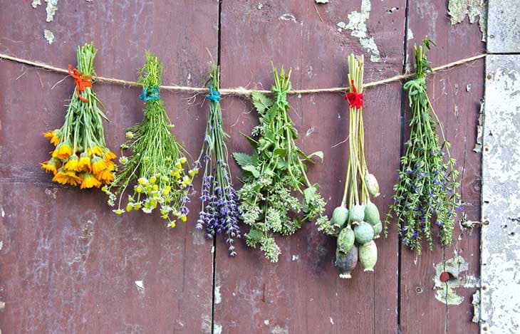 Blumen trocknen: Schritt-für-Schritt-Anleitung für langlebige Blüten