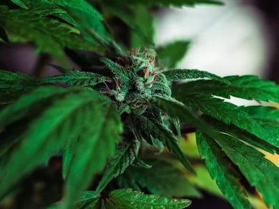 Bestes CBD Öl Deutschland – Unser Vergleich für 2025