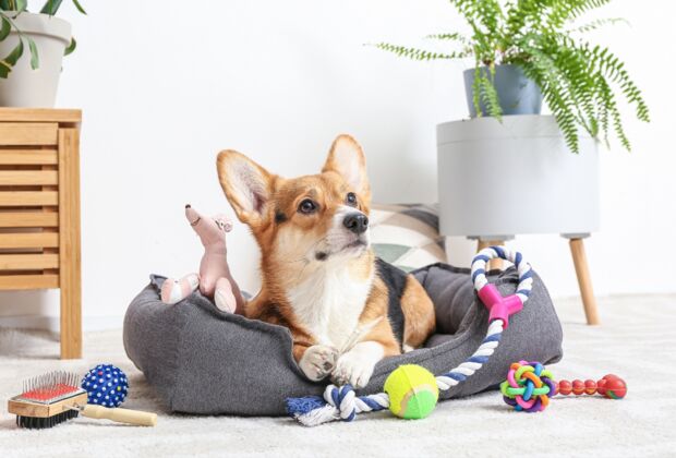 Kreative Hundezubehör-Lösungen für einzigartige Hundeerlebnisse