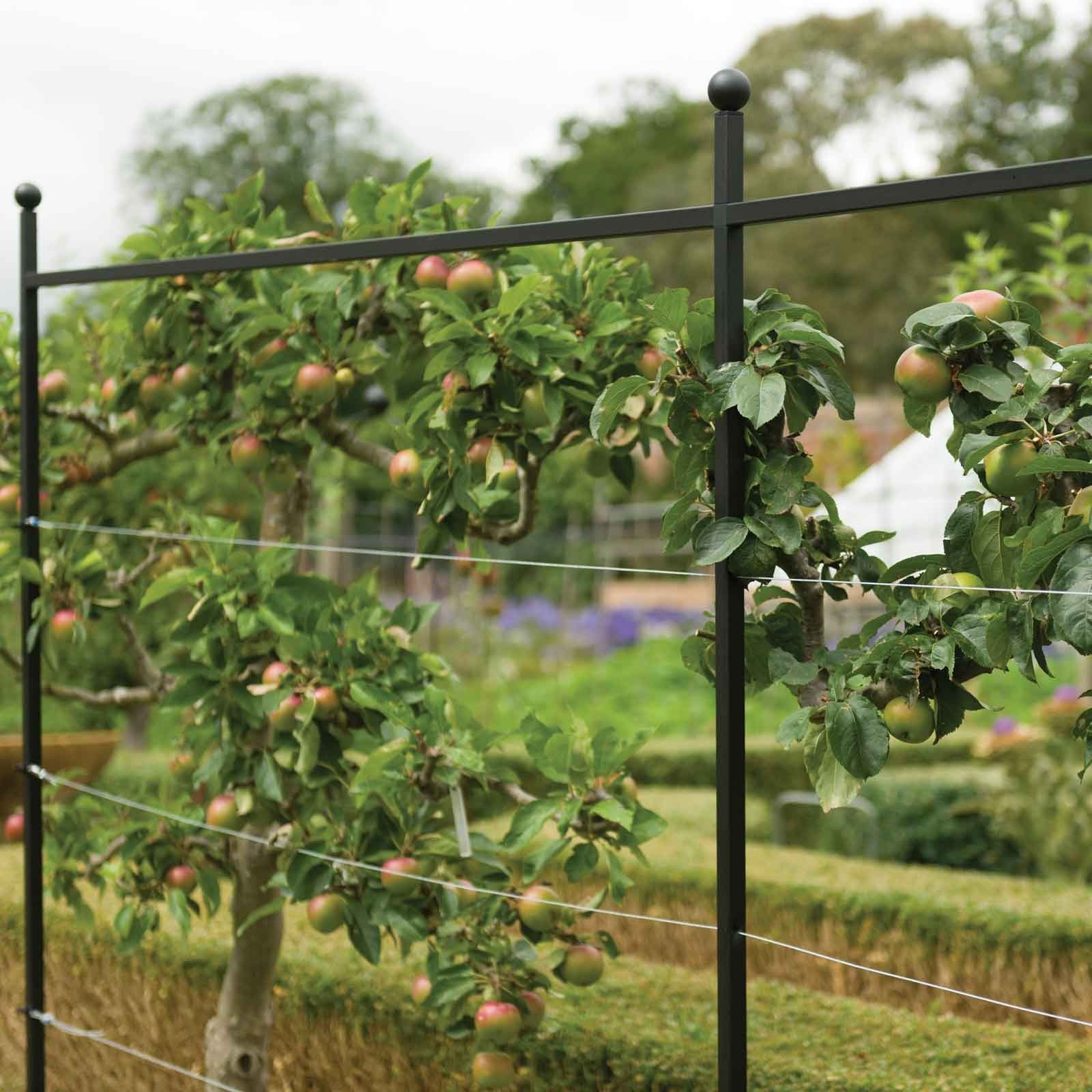 Kirschlorbeer Spalier als Platzsparende Lösung für Hausgärten: Der robuste 'Novita' Spalierbaum