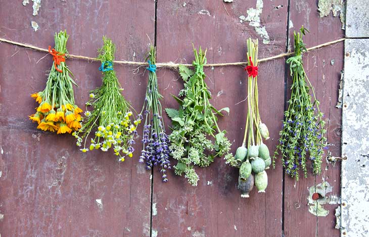 Blumen trocknen: Schritt-für-Schritt-Anleitung für langlebige Blüten