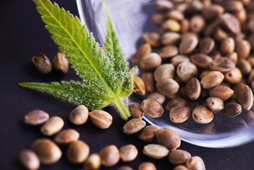 Buddha Haze: Erleuchtung mit jedem Atemzug